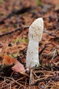 Unpleasant smelling mushroom Phallus Impudicus - common stinkhorn