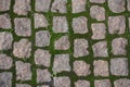 Unpolished pink granite pavement with green moss in joints