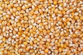 Unpopped popcorn background texture closeup Royalty Free Stock Photo