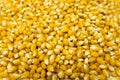 Unpopped popcorn kernel seeds Royalty Free Stock Photo