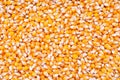 Unpopped popcorn seeds background
