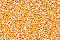 Unpopped popcorn seeds background Royalty Free Stock Photo