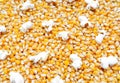 Unpopped and popped corn kernels background Royalty Free Stock Photo