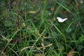 A Cabbage White Pieris rapae butterfly captured open-winged as it flies through thick grass.
