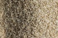 Unprocessed healthy dark rice, close up Royalty Free Stock Photo