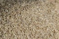 Unprocessed healthy dark rice, close up Royalty Free Stock Photo