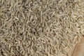 Unprocessed healthy dark rice, close up Royalty Free Stock Photo