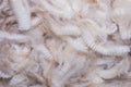 Unprocessed merino wool Royalty Free Stock Photo