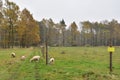 Unprotected flock of sheep in the Wolf area