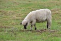 Unprotected flock of sheep in the Wolf area