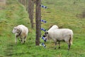 Unprotected flock of sheep in the Wolf area