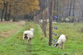 Unprotected flock of sheep in the Wolf area