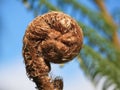 Unravelling fern Royalty Free Stock Photo