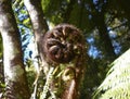 Unravelling fern frond closeup, one of New Zealand symbols Royalty Free Stock Photo