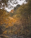 Unreal beautiful autumn tree with golden leaves in the forest