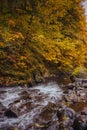 Unreal beautiful autumn tree with golden leaves in the forest