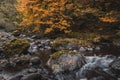 Unreal beautiful autumn tree with golden leaves in the forest