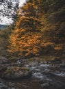 Unreal beautiful autumn tree with golden leaves in the forest