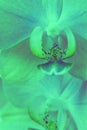 Unreal neon bright Phalaenopsis orchid flowers close up