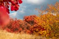 Unrealistically beautiful autumn landscape in the forest, red leaves on trees under a cloudy cloudy sky and sunlight