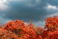 Unrealistically beautiful autumn landscape in the forest, red leaves on trees under a cloudy cloudy sky and sunlight,