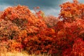 Unrealistically beautiful autumn landscape in the forest, red leaves on trees under a cloudy cloudy sky and sunlight,