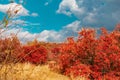 Unrealistically beautiful autumn landscape in the forest, red leaves on trees under a cloudy cloudy sky and sunlight,