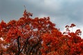 Unrealistically beautiful autumn landscape in the forest, red leaves on trees under a cloudy cloudy sky and sunlight,