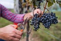 Unrecogniazble man worker collecting grapes in vineyard in autumn, harvest concept. Royalty Free Stock Photo