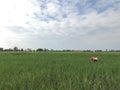 The farmer at paddy field.