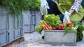 Unrecognisable female farmer holding crate full of freshly harvested vegetables in her garden. Homegrown bio produce concept. Royalty Free Stock Photo
