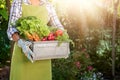 Unrecognisable female farmer holding crate full of freshly harvested vegetables in her garden. Homegrown bio produce. Royalty Free Stock Photo