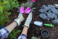 Unrecognisable female gardener holding a flowering plant ready to be planted in her garden. Gardening concept. Royalty Free Stock Photo