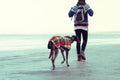 Unrecognisable hipster girl walking her dog, Greyhound, on the beach. Royalty Free Stock Photo