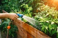 Watering flower bed using watering can. Gardening hobby concept. Flower garden image with lens flar