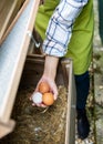 Unrecognisable woman collecting free range eggs from chicken house. Egg laying hens and young female farmer. Healthy eating. Royalty Free Stock Photo