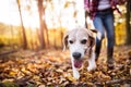 Senior woman with dog on a walk in an autumn forest. Royalty Free Stock Photo