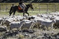 Unrecognizable Argentine cowboy herding sheep Royalty Free Stock Photo