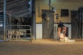 Unrecognizable Australian farmer sheep shearing Royalty Free Stock Photo