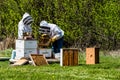 Unrecognizable beekeepers inspecting brood trays from beehive