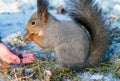 An unrecognizable boy is fedding squirrel pine nuts