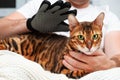 Unrecognizable caucasian man,combing,grooming smooth-haired, short-haired purebred beautiful bengal cat,look at camera