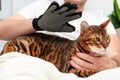 Unrecognizable caucasian man,combing,grooming smooth-haired, short-haired purebred beautiful bengal cat with special