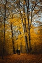 Unrecognizable couple with buggy on pathway. Trees covered with golden leaves in the autumn forest