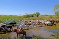 Unrecognizable cowboys with cows, cattle transport on the nature parkway in the Pantanal, Mato Grosso Do Sul, Brazil