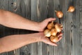Unrecognizable cropped farmer man hands holding, presenting golden unpeeled onion bulbs on wooden background. Top view