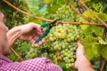 Unrecognizable Farm Worker Cutting White Grapes