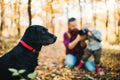 A father with a toddler son in an autumn forest, taking photograph of a dog. Royalty Free Stock Photo