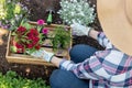 Unrecognizable female gardener holding wooden crate full of flowers ready to be planted in her garden. Gardening concept. Royalty Free Stock Photo