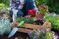 Unrecognizable female gardener holding wooden crate full of flowers ready to be planted in her garden. Gardening. Royalty Free Stock Photo